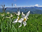 40 'Sfilata' di narcisi in Linzone
